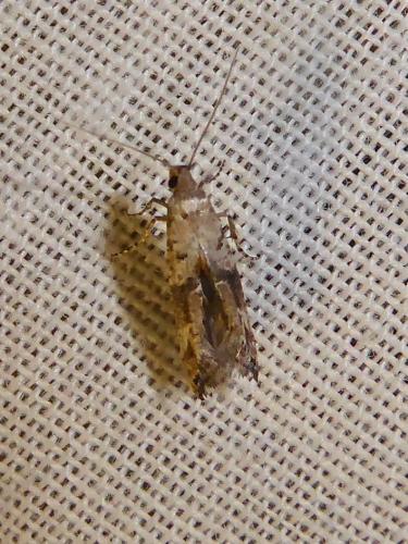 Réf. 299 845 : Epermenia sp.